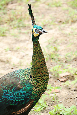 포토 JPG 해외이미지 나무 동물 1 야생동물 백그라운드 잎 오렌지 노래 자연 조류 휴식 종류 앉기 사람없음 야외 빨간색 초록색 여름 파란색 우주 봄 회색 바위 흰색 나뭇가지 공작 묘사 싱글 생물학 서식지 생태학 해외202004 해외포토 식물 계절 교육 음악 컬러 컨셉 과일 모션 돌_바위 생태계 파일형식 이미지허브