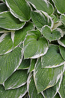 포토 JPG 해외이미지 식물 잎 자연 사람없음 초록색 정원 봄 젖음 성장 열대우림 원예 아이비 내추럴 해외202004 해외포토 계절 컬러 취미 숲 생태계 파일형식 이미지허브