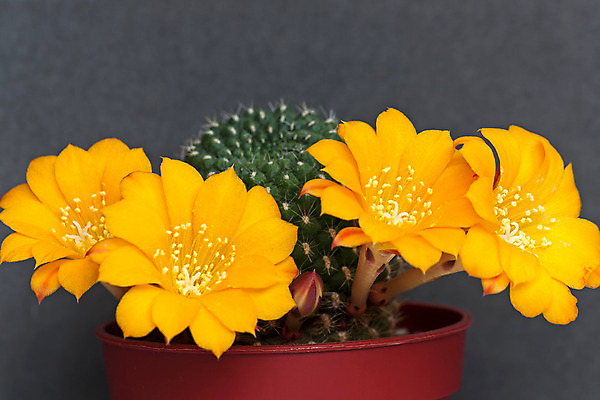 포토 JPG 해외이미지 식물 꽃 자연 선인장 사람없음 초록색 오브젝트 분재 해외202004 해외포토 나무 컬러 생태계 파일형식 이미지허브