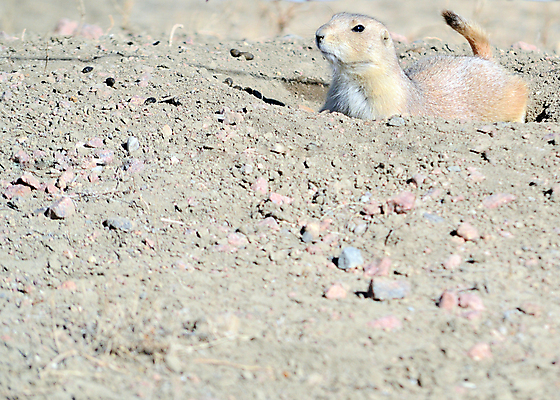 포토 JPG 해외이미지 동물 야생동물 포유류 자연 사람없음 야외 설치류 동물상 해외202004 해외포토 조형물 생태계 파일형식 이미지허브