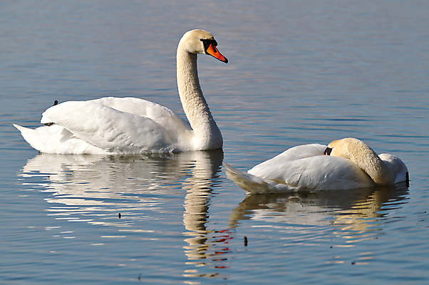포토 JPG 해외이미지 주간 호수 두마리 사람없음 야외 백조 해외202004 해외포토 자연요소 2 조류 파일형식 이미지허브