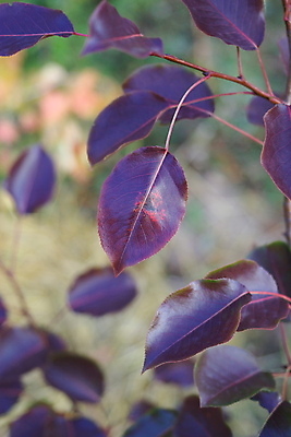 포토 JPG 해외이미지 나무 백그라운드 잎 오렌지 자연 사람없음 세로 빛 갈색 노란색 가을 황금 9월 10월 종료 해외202004 해외포토 식물 계절 컬러 과일 날짜 생태계 파일형식 이미지허브