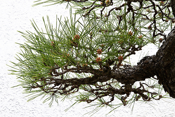 포토 JPG 해외이미지 크리스마스 겨울 자연 휴가 사람없음 초록색 나뭇가지 소나무 우아함 구부린 심볼 나무껍질 침엽수 추수감사절 분재 해외202004 해외포토 나무 계절 기념일 기독교 컬러 컨셉 모션 껍질 생태계 파일형식 이미지허브