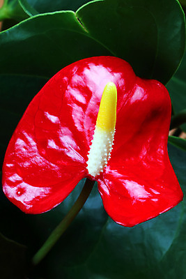 포토 JPG 해외이미지 식물 계절 꽃잎 꽃 꽃다발 백그라운드 꽃무늬 오렌지 자연 탁자 부활절 선물 사랑 사람없음 빨간색 초록색 우주 정원 봄 튤립 흰색 시골 다발 순수 엽서 제비 내추럴 7 완벽 많음 해외202004 해외포토 기념일 감정 컬러 가구 컨셉 무늬 과일 조류 숫자 편지 생태계 파일형식 이미지허브