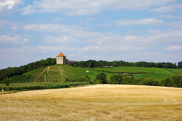 포토 JPG 해외이미지 나무 식물 구름 계절 유럽 여행 잎 밭 농업 과일 자연 포도 파노라마 옥수수 풍경 사람없음 야외 초록색 여름 파란색 농장 와인 계곡 맑음 봄 수확 성장 시골 언덕 포도밭 포도나무 밭일 양조장 해외202004 해외포토 자연요소 나라 산업 컬러 날씨 곡류 주류 촬영기법 과일나무 생태계 파일형식 이미지허브