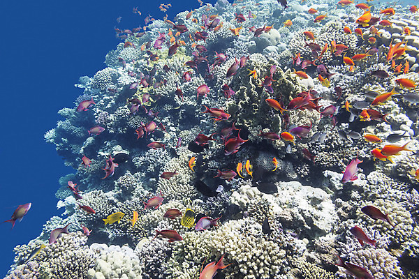 포토 JPG 해외이미지 동물 야생동물 바다 학교 아프리카 자연 이집트 어류 풍경 사람없음 물 파란색 컬러풀 햇빛 바닷속 수중 거품 스노클링 호주 잠수부 생태계 다이빙 인도네시아 홍해 몰디브 카리브해 깊이 소금물 해외202004 해외포토 자연요소 교육 나라 아시아 컬러 태양 수영 수중동물 수상스포츠 오세아니아 전문직 수중스포츠 파일형식 이미지허브