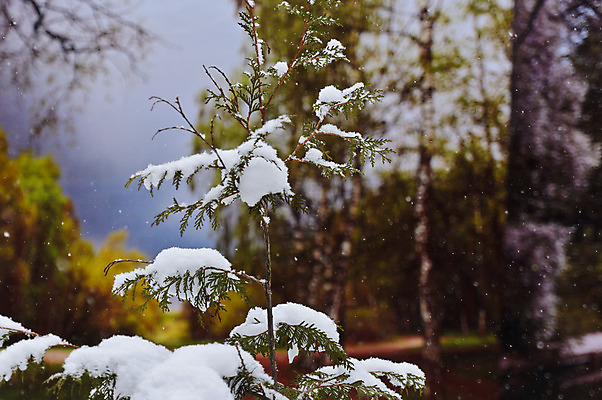 포토 JPG 해외이미지 나무 계절 공원 여행 백그라운드 잎 크리스마스 겨울 자연 하늘 휴가 프레임 풍경 사람없음 야외 장식 초록색 여름 파란색 빛 냉동 침묵 추위 가을 흰색 나뭇가지 소나무 눈송이 숲 12월 서리 장면 상록수 침엽수 솜털 전나무 원뿔 1월 가문비나무 해외202004 해외포토 도형 식물 공공시설 기념일 컬러 눈_날씨 소리 날짜 생태계 파일형식 이미지허브