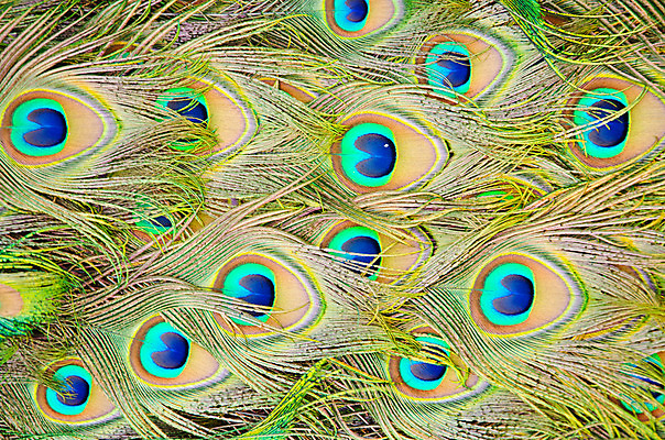 포토 JPG 해외이미지 동물 디자인 남자 야생동물 백그라운드 패턴 자연 조류 동물원 사람없음 장식 초록색 파란색 컬러풀 활발 의식 황금 우아함 닫기 공작 깃털 묘사 꼬리 보여주기 내추럴 웅장함 이국적 주목 터키석 해외202004 해외포토 컬러 컨셉 무늬 모션 사람 보석 생태계 파일형식 이미지허브