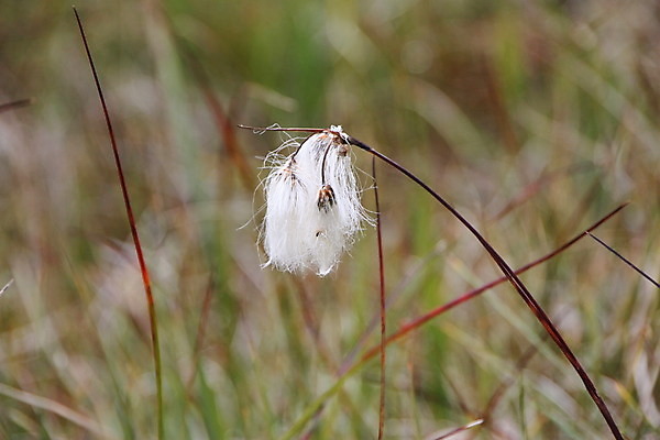 포토 JPG 해외이미지 식물 꽃 자연 하늘 산 풍경 사람없음 야외 빨간색 초록색 여름 죽음 면 닫기 북극 해외202004 해외포토 계절 컬러 모션 극지방 생태계 파일형식 이미지허브