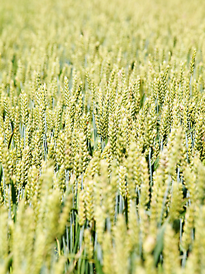 포토 JPG 해외이미지 식물 계절 음식 빵 밭 농업 자연 사람없음 초록색 농작물 환경 봄 수확 성장 시골 신선 시리얼 밀 허브 귀 밭일 해외202004 해외포토 산업 컬러 곡류 신체부위 생태계 파일형식 이미지허브