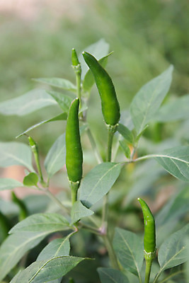 포토 JPG 해외이미지 식물 음식 잎 농업 채소 자연 고추 사람없음 초록색 컬러풀 노란색 정원 나뭇가지 뜨거움 선택 다발 향신료 묘사 매움 후추 해외202004 해외포토 나무 산업 컬러 컨셉 맛 생태계 향미료 파일형식 이미지허브