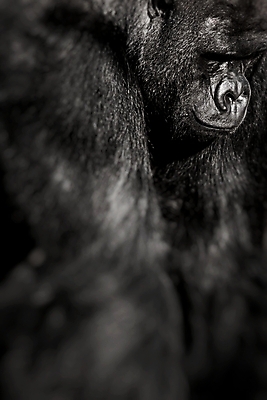 포토 JPG 해외이미지 동물 응시 공원 남자 얼굴 야생동물 포유류 자연 털 동물원 사람없음 야외 검은색 원숭이 표현 입 찡그림 닫기 숲 위험 입술 리더 코 유인원 고릴라 노려봄 심각 힘찬 치프 해외202004 해외포토 시선 공공시설 컬러 컨셉 모션 표정 사람 신체부위 생태계 파일형식 이미지허브