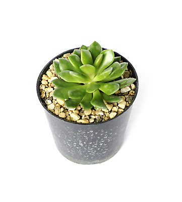 포토 JPG 해외이미지 식물 계절 꽃 길 줄기 백그라운드 꽃무늬 패턴 자연 선인장 건강 사람없음 장식 초록색 여름 약 우주 정원 화장품 활발 사막 성장 흰색 가시 닫기 정상 자르기 약국 피부 척추 순수 묘사 피부관리 날카로움 스파이크 고립 넘어짐 돌봄 이국적 억울 디테일 해외202004 해외포토 감정 컬러 컨셉 무늬 의학 모션 뼈 신체부위 뷰티 생태계 파일형식 이미지허브