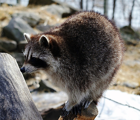 포토 JPG 해외이미지 나무 동물 야생동물 포유류 자연 가면 사람없음 숲 육식동물 해외202004 해외포토 식물 생태계 파일형식 이미지허브