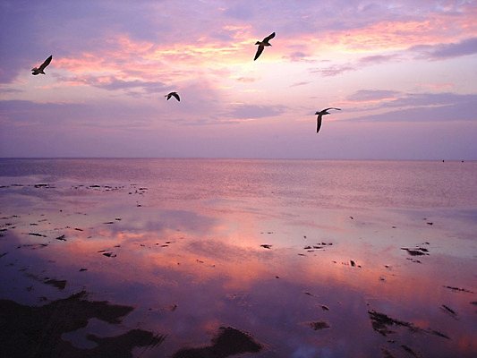 포토 JPG 해외이미지 구름 실루엣 바다 오렌지 자연 조류 하늘 풍경 사람없음 물 파란색 컬러풀 세계 햇빛 맑음 보라색 황혼 일몰 새벽 활발 황금 저녁 땅 내추럴 강렬 텍사스 해외202004 해외포토 자연요소 동물 컬러 컨셉 과일 날씨 촬영기법 태양 노을 미국 야간 생태계 파일형식 이미지허브