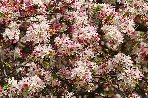 포토 JPG 해외이미지 나무 식물 계절 꽃잎 꽃 선 분홍색 백그라운드 꽃무늬 과일 자연 동양인 사람없음 빨간색 초록색 여름 정원 일본 봄 벚꽃 흰색 나뭇가지 신선 개화 체리 닫기 4월 묘사 원예 해외202004 해외포토 아시아 컬러 무늬 모션 인종 취미 날짜 생태계 파일형식 이미지허브