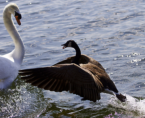포토 JPG 해외이미지 동물 응시 감정 호수 야생동물 포즈 백그라운드 2 캐나다 날개 조류 사람없음 물 갈색 검은색 힘 놀람 경쟁 회색 분노 흰색 쌍 떨어짐 큼 심볼 그림 싸움 백조 쏟아짐 거위 고립 벙어리 순간 전국 특별함 해외202004 해외포토 자연요소 시선 컬러 컨셉 북아메리카 모션 표정 크기 파일형식 이미지허브
