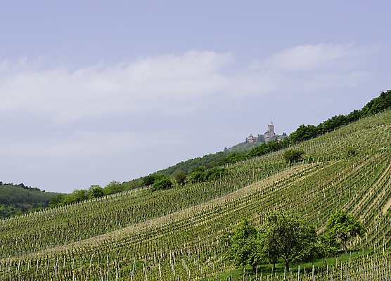 포토 JPG 해외이미지 유럽 포도 풍경 사람없음 프랑스 시골 화이트와인 그림 포도밭 포도나무 지역 해외202004 해외포토 나라 밭 과일 와인 과일나무 파일형식 이미지허브