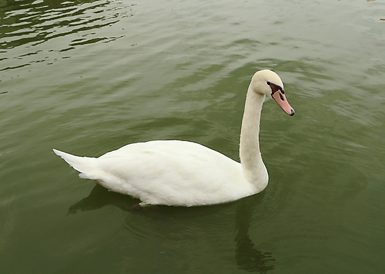포토 JPG 해외이미지 주간 한마리 호수 사람없음 야외 백조 해외202004 해외포토 자연요소 1 조류 파일형식 이미지허브