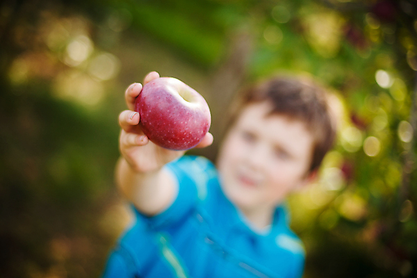 포토 JPG 해외이미지 백인 남자 어린이 음식 밭 과일 가족 자연 건강 한명 소년 야외 빨간색 맑음 수확 잡기 사과 과수원 해외202004 해외포토 서양인 1 컬러 농업 관계 모션 날씨 사람 생태계 파일형식 이미지허브