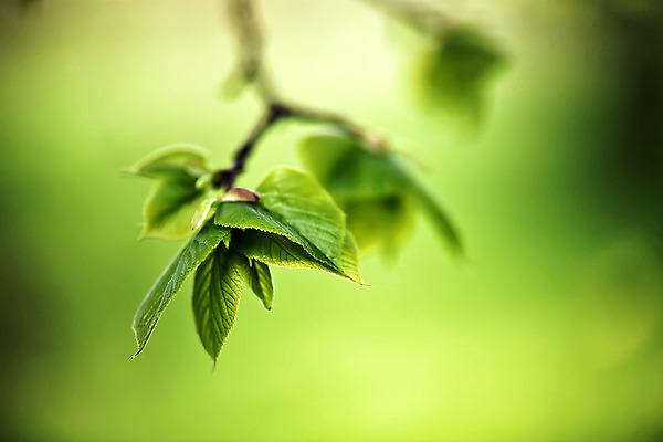 포토 JPG 해외이미지 나무 식물 공원 백그라운드 잎 자연 새로움 사람없음 야외 초록색 여름 빛 햇빛 태양 환경 맑음 봄 성장 나뭇가지 숲 5월 마법 카피스페이스 해외202004 해외포토 자연요소 계절 공공시설 컬러 컨셉 날씨 공백 날짜 생태계 파일형식 이미지허브