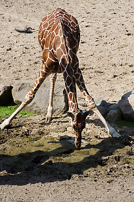 포토 JPG 해외이미지 동물 야생동물 모래 포유류 아프리카 동물원 사람없음 물 마시기 무릎꿇기 큼 기린 사파리 진흙 사바나 수유 해외202004 해외포토 자연요소 나라 모션 크기 파일형식 이미지허브