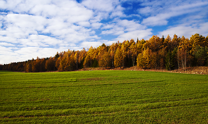 포토 JPG 해외이미지 나무 식물 계절 야생동물 줄기 단풍 낙엽 잎 밭 농업 오렌지 자연 아침 새로움 기술 풍경 사람없음 야외 목재 초록색 빛 햇빛 태양 갈색 노란색 환경 성장 가을 나뭇가지 그룹 황금 숲 밀 장면 지역 멀티 전국 해외202004 해외포토 주간 자연요소 동물 산업 컬러 컨셉 과일 재료 곡류 생태계 파일형식 이미지허브