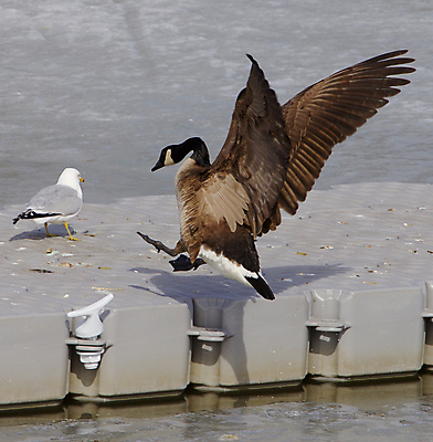 포토 JPG 해외이미지 포즈 백그라운드 캐나다 함께함 사람없음 물 머리 점프 얼음 검은색 수영 힘 흰색 목 거위 배려 해외202004 해외포토 자연요소 컬러 컨셉 북아메리카 모션 조류 신체부위 수상스포츠 파일형식 이미지허브