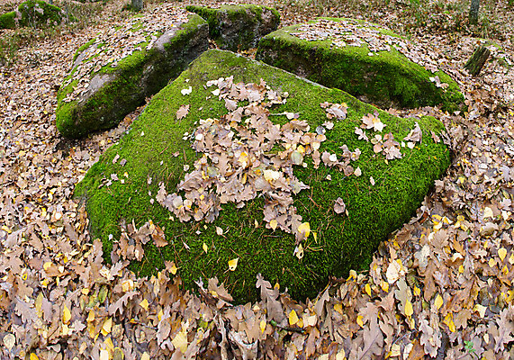포토 JPG 해외이미지 나무 식물 계절 공원 꽃 기독교 도로 길 여행 백그라운드 십자가 단풍 잎 자연 하늘 날씨 추상 휴가 거리 사람 풍경 사람없음 야외 물 세계 햇빛 태양 마을 산책 활발 가을 바위 숲 오솔길 통로 우크라이나 많음 해외202004 해외포토 자연요소 공공시설 유럽 종교 컨셉 무늬 교통시설 휴식 돌_바위 생태계 파일형식 이미지허브