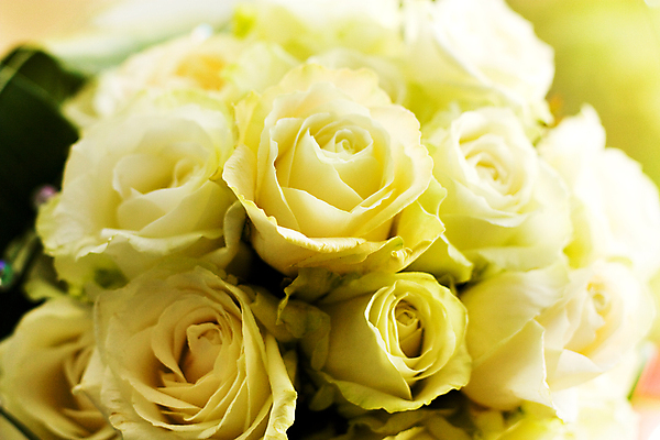 포토 JPG 해외이미지 모양 꽃잎 꽃 꽃다발 결혼 잎 꽃무늬 선물 사랑 이벤트 사람없음 장식 장미 노란색 흰색 축하 화려 다발 배열 심볼 접수 해외202004 해외포토 식물 감정 컬러 컨셉 무늬 파일형식 이미지허브