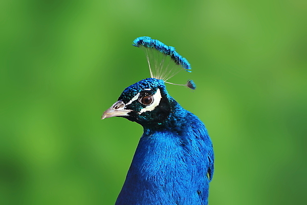포토 JPG 해외이미지 동물 1 남자 야생동물 백그라운드 자연 조류 생물 성인 사람없음 야외 장식 초록색 파란색 컬러풀 머리 우주 활발 우아함 닫기 공작 인도인 깃털 묘사 싱글 부리 목 꿩 수탉 내추럴 웅장함 터키석 해외202004 해외포토 외국인 컬러 컨셉 모션 사람 동양인 신체부위 닭 보석 수컷 생태계 파일형식 이미지허브
