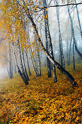 포토 JPG 해외이미지 나무 식물 계절 공원 도로 백그라운드 잎 자연 아침 조명 산 풍경 사람없음 목재 빨간색 빛 컬러풀 노란색 평화 환경 정원 침묵 놀람 활발 가을 황금 숲 땅 즐거움 내추럴 강렬 웅장함 해외202004 해외포토 주간 공공시설 감정 길 컬러 컨셉 재료 교통시설 표정 소리 생태계 파일형식 이미지허브