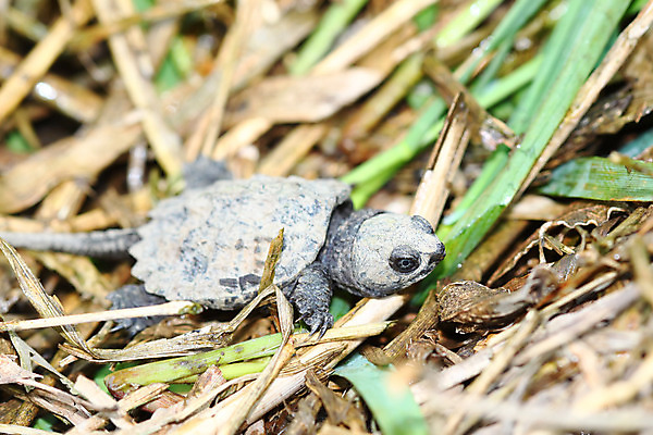 포토 JPG 해외이미지 동물 야생동물 파충류 자연 생물 종류 사람없음 야외 환경 미국 거북이 작음 생물학 내추럴 동물상 생태학 해외202004 해외포토 교육 북아메리카 조형물 크기 생태계 파일형식 이미지허브
