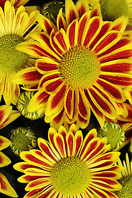 포토 JPG 해외이미지 식물 계절 꽃잎 꽃 백그라운드 잎 꽃무늬 자연 사람없음 빨간색 초록색 여름 노란색 정원 봄 벚꽃 신선 묘사 데이지 내추럴 해외202004 해외포토 컬러 무늬 생태계 파일형식 이미지허브