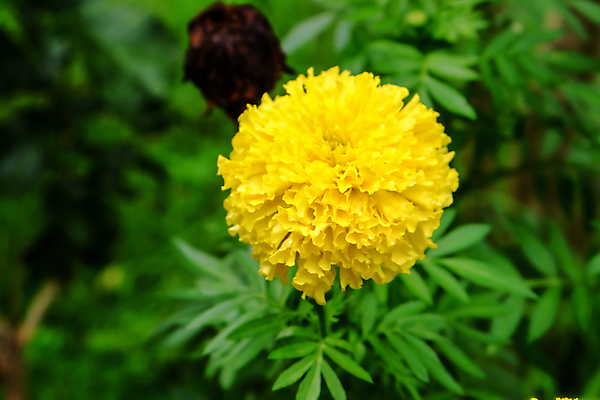 포토 JPG 해외이미지 식물 꽃 아시아 종교 문화 결혼 백그라운드 밭 농업 태국 자연 동양인 사람없음 장식 초록색 컬러풀 노란색 머리 정원 봄 활발 벚꽃 황금 원예 내추럴 해외202004 해외포토 계절 나라 산업 컬러 컨셉 인종 이벤트 취미 신체부위 생태계 파일형식 이미지허브