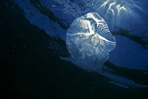 포토 JPG 해외이미지 바다 덴마크 사람없음 물 파란색 수중 해파리 소금물 해외202004 해외포토 자연요소 컬러 북유럽 자포동물 파일형식 이미지허브