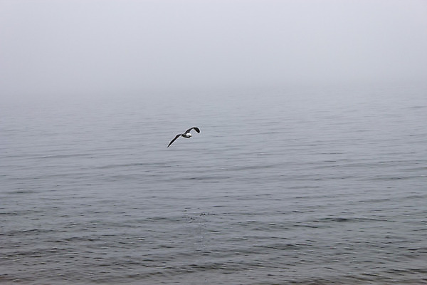 포토 JPG 해외이미지 주간 구름 호수 바다 여행 백그라운드 날개 자연 벽지 갈매기 조류 하늘 산 항해 풍경 사람없음 야외 빨간색 물 파란색 햇빛 평화 검은색 침묵 안개 흰색 만 황금 언덕 대문 넘어짐 뿌연 아르메니아 터키석 수평선 해외202004 해외포토 자연요소 동물 컬러 컨셉 배_교통 모션 날씨 태양 문 소리 보석 생태계 파일형식 이미지허브
