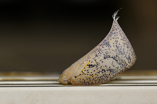 포토 JPG 해외이미지 동물 1 야생동물 나비 곤충 백그라운드 절지류 날개 오렌지 가족 자연 사람없음 갈색 식사 흰색 공작 작음 큼 양배추 브런치 스핑크스 자두 거인 나방 동물상 재 해외202004 해외포토 컬러 채소 과일 관계 조류 이집트 조형물 크기 생태계 파일형식 이미지허브