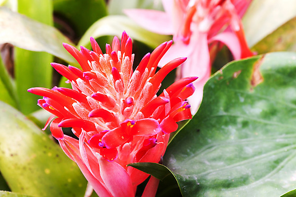 포토 JPG 해외이미지 식물 꽃잎 꽃 화초 줄기 잎 꽃무늬 자연 사람없음 장식 초록색 컬러풀 정원 보라색 봄 벚꽃 제비꽃 묘사 원예 강렬 교토 이국적 해외202004 해외포토 계절 컬러 무늬 취미 일본 생태계 파일형식 이미지허브