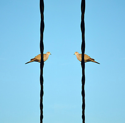 포토 JPG 해외이미지 동물 척추동물 야생동물 날개 통신 아프리카 자연 조류 하늘 사람없음 야외 파란색 컬러풀 검은색 가축 흰색 작음 토론 깃털 비둘기 철사 열대기후 해외202004 해외포토 나라 컬러 크기 생태계 파일형식 이미지허브