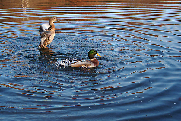 포토 JPG 해외이미지 동물 계절 야생동물 자연 조류 생물 오리 풍경 사람없음 물 정원 가을 연못 식물원 조경 물새 청둥오리 해외202004 해외포토 자연요소 생태계 파일형식 이미지허브