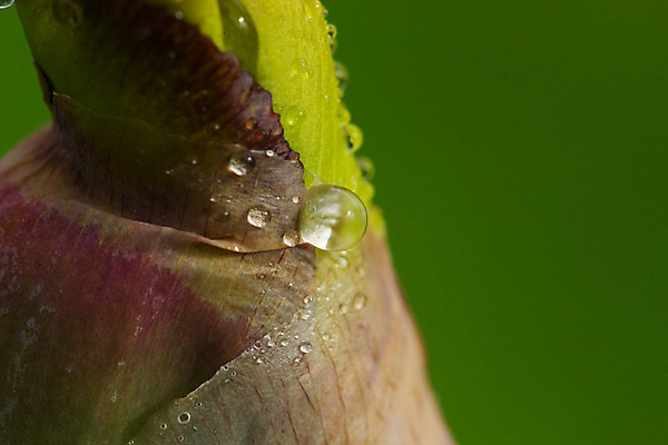 포토 JPG 해외이미지 식물 계절 꽃 백그라운드 잎 꽃무늬 자연 사람없음 야외 물 컬러풀 일몰 봄 젖음 물방울 신선 개화 5월 허브 붓꽃 내추럴 해외202004 해외포토 자연요소 컬러 무늬 노을 날짜 생태계 파일형식 이미지허브