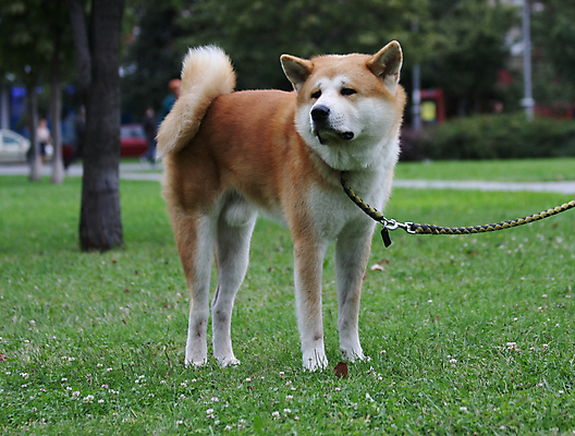 포토 JPG 해외이미지 동물 공원 신체 자연 사람없음 반려동물 일본 힘 용기 자신감 개 강아지 큼 근육질 고체 기르기 세르비아 지능 힘찬 해외202004 해외포토 그릇 공공시설 감정 아시아 컨셉 포유류 근육 크기 몸매 생태계 돌봄 파일형식 이미지허브