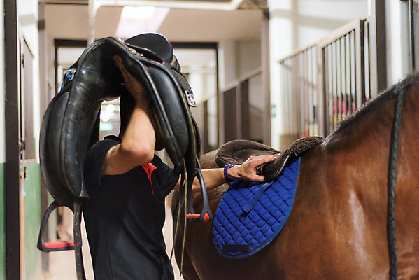 포토 JPG 해외이미지 동물 스포츠 백그라운드 의자 포유류 교통시설 휴식 주택 사람 취미 사람없음 반려동물 농장 갈색 머리 목장 시골 승마 닫기 승차 가죽 준비 갈기 안장 로데오 굴레 돌봄 라이더 해외202004 해외포토 컬러 가구 교통 컨셉 농업 모션 건물 신체부위 시설 파일형식 이미지허브