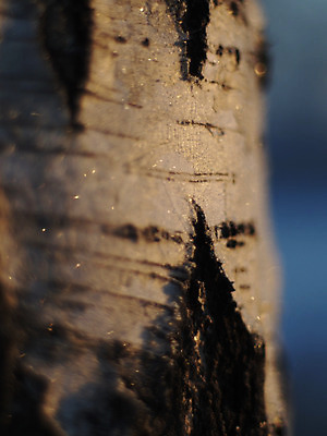 포토 JPG 해외이미지 나무 식물 선 줄기 조각 백그라운드 패턴 자연 벽지 표면 추상 사람없음 목재 줄무늬 껍질 흰색 시골 악단 점 플랫 매끈함 숲 유기농 질감 러시아 나무껍질 자작나무 내추럴 대패 평야 해외202004 해외포토 웰빙 유럽 음악 컬러 무늬 재료 감각 생태계 파일형식 이미지허브