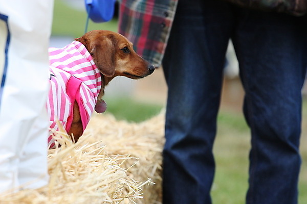 포토 JPG 해외이미지 동물 응시 공원 자연 경비 사람없음 야외 초록색 반려동물 개 보호 놀이터 숲 닥스훈트 경계 보안 해외202004 해외포토 시선 공공시설 컬러 컨셉 포유류 놀이 안전 생태계 파일형식 이미지허브