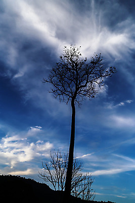 포토 JPG 해외이미지 나무 구름 계절 지구 줄기 백그라운드 잎 자연 하늘 건조 서기 풍경 사람없음 목재 파란색 어둠 힘 흙 고통 가을 흰색 나뭇가지 죽음 숲 폭발 싸움 옛날 헬프 혼자 생존 해외202004 해외포토 자연요소 식물 감정 컬러 재료 모션 도움 생태계 파일형식 이미지허브
