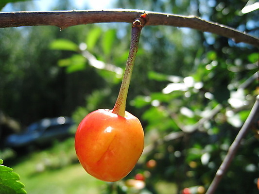 포토 JPG 해외이미지 식물 동물 열매 꽃 분홍색 곤충 과일 자연 사람없음 빨간색 초록색 여름 파란색 노란색 보라색 봄 체리 해외202004 해외포토 계절 컬러 생태계 파일형식 이미지허브