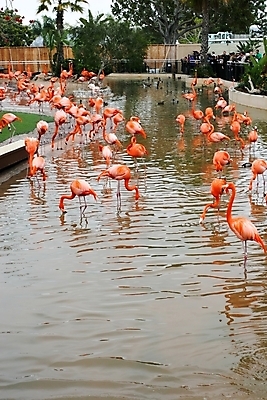 포토 JPG 해외이미지 동물 야생동물 날개 오렌지 자연 조류 사람없음 야외 물 여름 컬러풀 미국 활발 연못 플라밍고 깃털 부리 목 내추럴 단아함 이국적 해외202004 해외포토 자연요소 계절 컬러 컨셉 북아메리카 과일 신체부위 생태계 파일형식 이미지허브