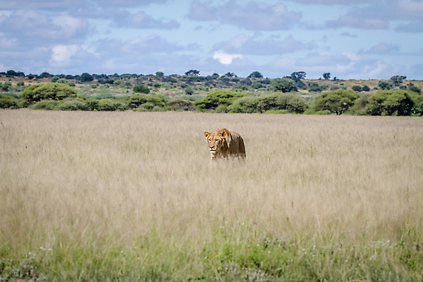 포토 JPG 해외이미지 동물 야생동물 여행 포유류 아프리카 자연 생물 털 사람없음 환경 고양이 힘 분노 황무지 위험 사자 큼 왕 모피 사파리 리더 육식동물 사냥꾼 멸종 사자자리 표범 내추럴 사바나 웅장함 해외202004 해외포토 직업 감정 나라 컨셉 반려동물 별자리 크기 생태계 파일형식 이미지허브